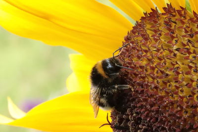 Close-up of bee pollinating on sunflower