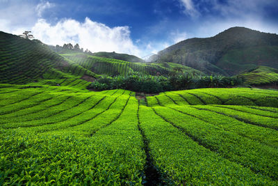 Scenic view of agricultural field against sky