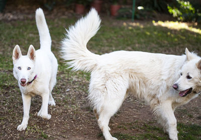 White swiss shepard with light blue eyes