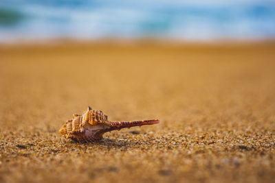 Close-up of shell on sand