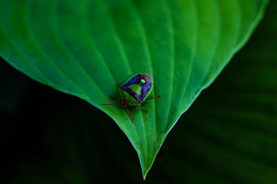 Close-up of insect on leaf