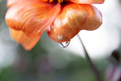 Close-up of wet orange flower