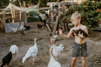 Shirtless boy playing with chickens at farm