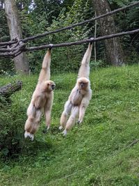 Monkeys on a field