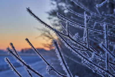 Close-up of frozen plants against sky during winter