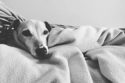 Close-up of dog relaxing on bed