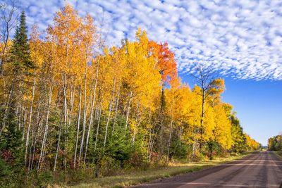 Road amidst trees in forest against sky during autumn