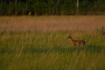 Deer on grassy field