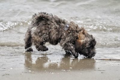 Portrait of dog running in lake