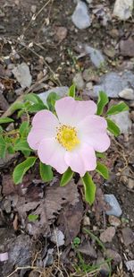 High angle view of pink flowering plant on field