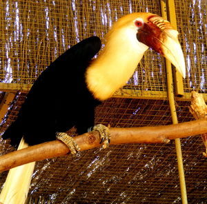 Bird perching in cage