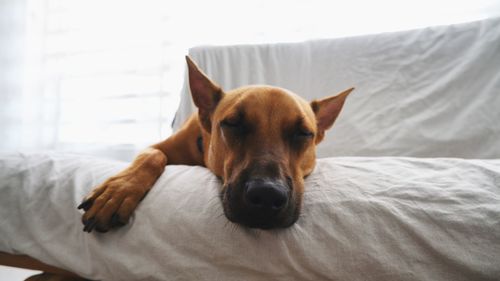 Portrait of dog on bed