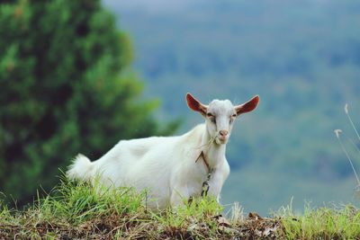 Portrait of white horse on field