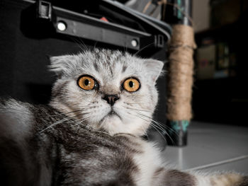 Close-up portrait of a cat
