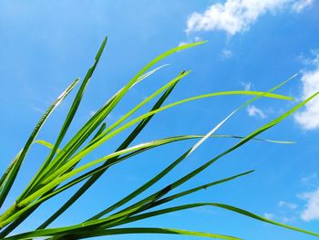 Low angle view of plant against sky