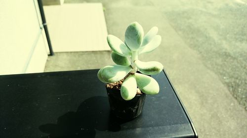 High angle view of vase on table