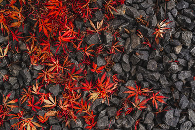 High angle view of red maple leaves during autumn