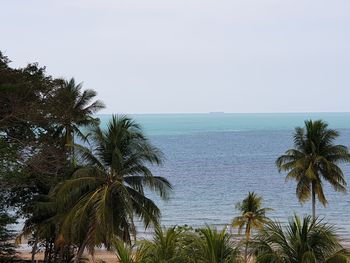 Palm trees by sea against clear sky