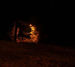 Illuminated trees at night