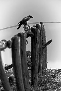 Low angle view of bird perching on wooden post against sky