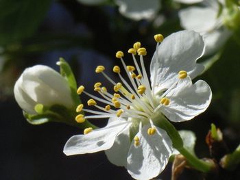 Close-up of white flowers blooming outdoors