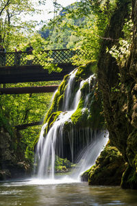 Scenic view of waterfall in forest