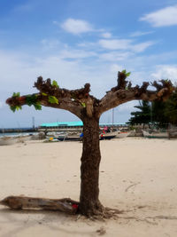 Trees on beach against sky