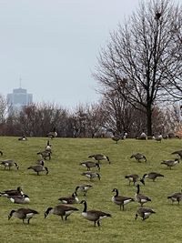 Flock of birds on field against sky