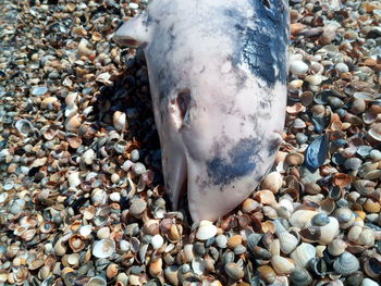 High angle view of fish on beach