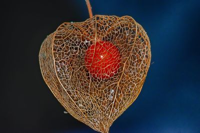 Close-up of fruit against blue background