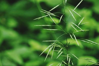 Close-up of fresh green plant on land