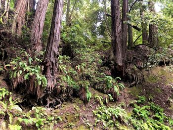 Trees growing in forest