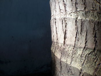 Close-up of tree trunk