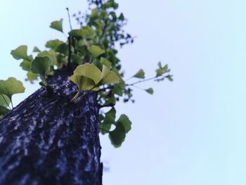 Low angle view of plant against clear blue sky