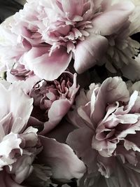 Full frame shot of fresh white roses