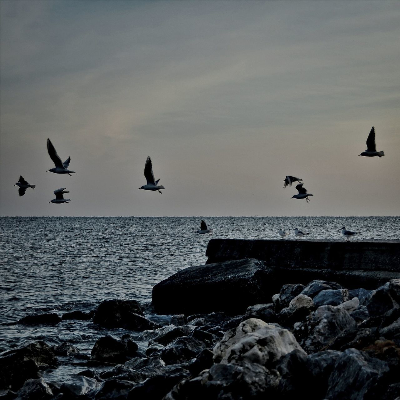 bird, animal themes, animals in the wild, flying, wildlife, sea, water, seagull, horizon over water, sky, flock of birds, spread wings, beach, shore, nature, rock - object, beauty in nature, scenics, tranquil scene