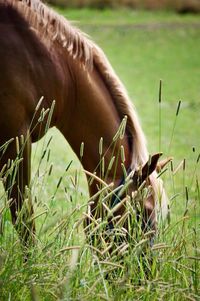 Close-up of cow grazing on field