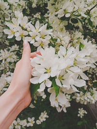 Low angle view of hand on white flowering plants