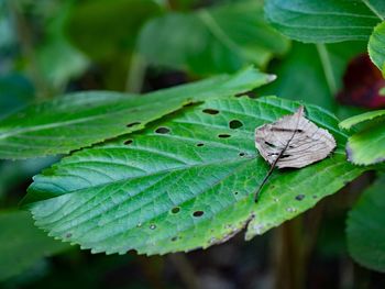 Close-up of butterfly on leaf