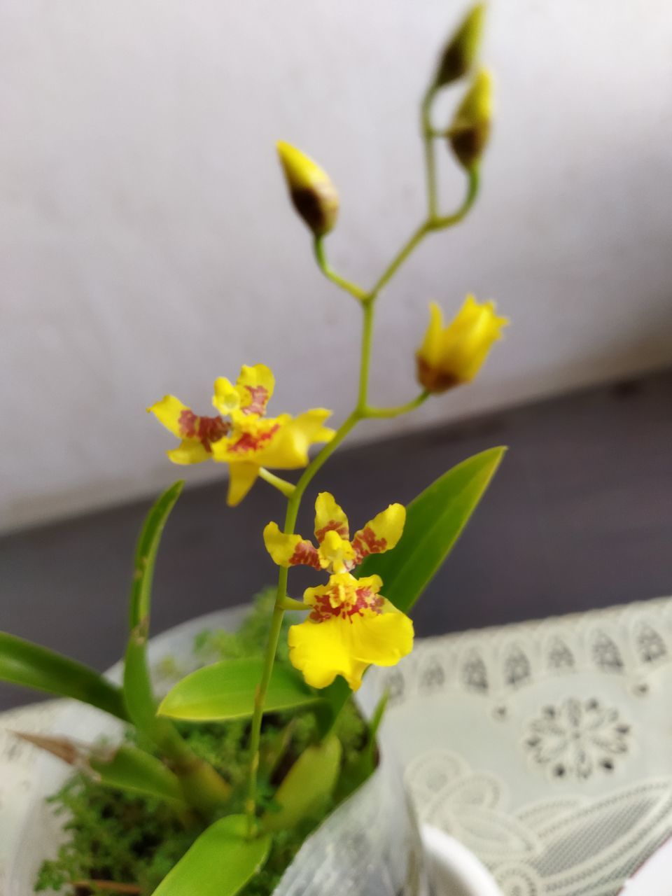 flower, plant, flowering plant, yellow, freshness, beauty in nature, nature, close-up, fragility, flower head, no people, floristry, vase, indoors, inflorescence, petal, flower arrangement, plant part, white, selective focus, leaf, growth, macro photography, floral design, focus on foreground, blossom, bouquet, springtime, decoration, arrangement