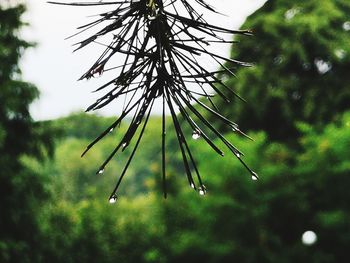 Close-up of raindrops on pine tree