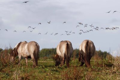 Flock of birds on field against sky