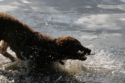 View of dog in water