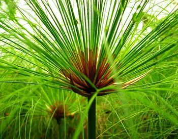 Close-up of leaves