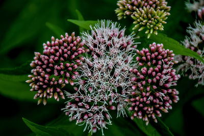 Close-up of flowers