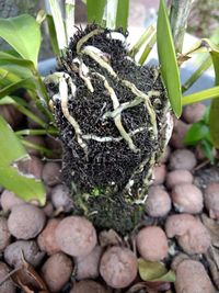 Close-up of potted plant