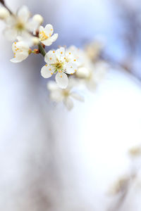 Close-up of white cherry blossom