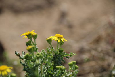 Close-up of orange flower