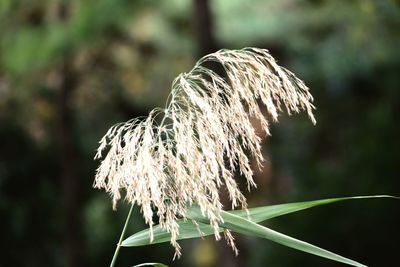 Close-up of wilted plant