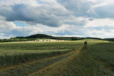 Scenic view of agricultural field against sky